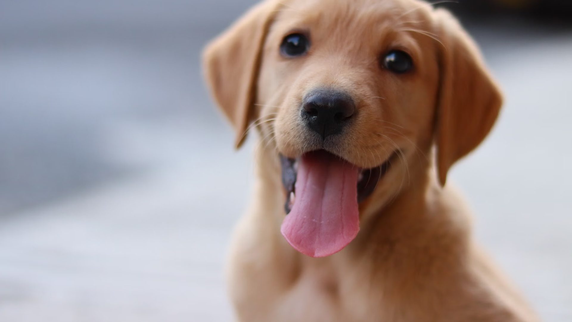 Dos cachorros de labrador en la clínica veterinaria EME VET de Hoyo de Manzanares